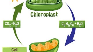 Relation between photosynthesis and respiration [upl. by Aitan]