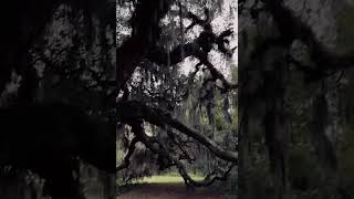 Rich somber vibes in a New Orleans park [upl. by Marie-Jeanne]