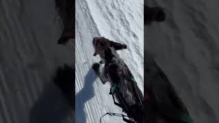 Winter is comming winter skiing norway nature dog [upl. by Iene]