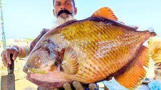 TITAN TRIGGER FISH CUTTING AND SKINNING [upl. by Euridice361]