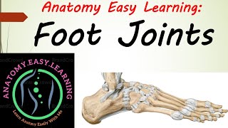 Anatomy of the Foot Joints [upl. by Hepsiba]