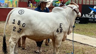 Asi es una Exposición de Ganado en las ferias [upl. by Magen]