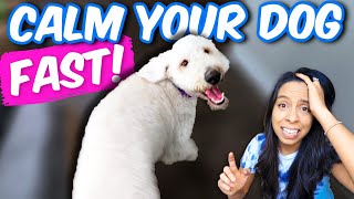 HOW TO Calm Your Dog Down 👉 6 EASY Hacks for Hyper Dogs [upl. by Riti]