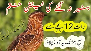 aaj ki raat Walaquails night sound بٹیر کی آواز [upl. by Siurad]