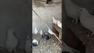 Lalit Bhai ke kabutaro ka Sok karo 🕊️ pigeon ytshorts kabutar shortsvideo shorts [upl. by Daggna415]