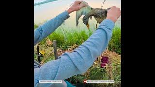 Gadwall Hen birds duckhunt birdhunting wildlife waterfowl viralvideo villagelife viralshort [upl. by Hiram187]