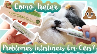 Lactobac Dog Organnact Para Tratar Problemas Intestinais Em CãesCachorros Em Casa ❥ Lói Cúrcio [upl. by Nerrad]