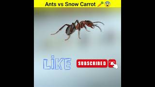 Red Ants vs Black Ants vs Snow Carrot [upl. by Elyn]