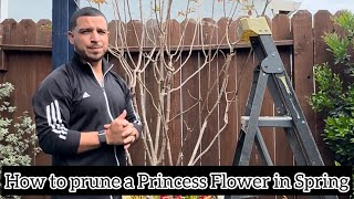 How to prune a Tibouchina Princess Flower tree in Spring [upl. by Button]