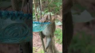 thirsty grey squirrel visits the hanging bird bath for a drink [upl. by Mickey]