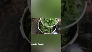 Keerai kadayal recipe in TamilKeerai Masiyal Recipe In Tamilகீரை மசியல் Spinach Recipetasty food [upl. by Ahsan]