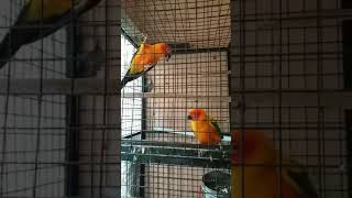 Sun conure sounds 2 [upl. by Neeven]