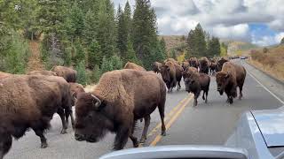 Buffalo Stampede in Yellowstone [upl. by Busey306]