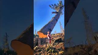 SAWS OFF BIG TREES IN THE FOREST sawwood firewood stihl bigtree 24 [upl. by Melvyn243]