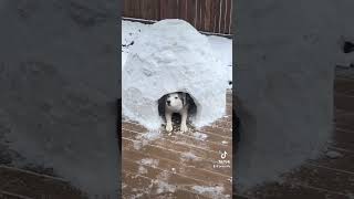 Snow is in his blood ❄️ siberianhusky huskylife snowdogs [upl. by Aicemat]