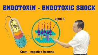 Endotoxin  Endotoxic Shock Nội Độc Tố  Sốc Nhiễm Khuẩn EndotoxicShock [upl. by Gide]