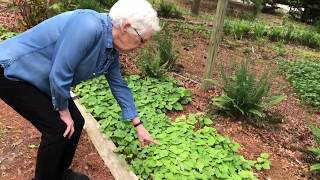 3 Native Ground Covers for native landscapes [upl. by Naloc]