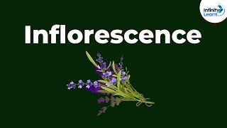 Types of Inflorescence  Morphology of Flowering Plants  Dont Memorise [upl. by Novla470]