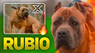 EL CANE CORSO FORMENTINO [upl. by Varden]