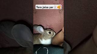 Kotu bhai mera haat massage kar raha hai🐰🤗 shorts rabbit song [upl. by Frederiksen]