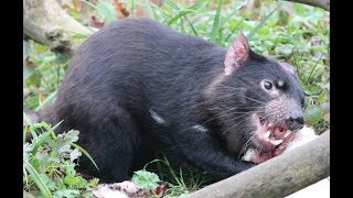 Tasmaanse duivel Voedermoment  Tasmanian devil Feedingtime  Planckendael [upl. by Ettelrats]