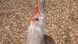 Richard the Red Legged Seriema has the strangest laugh [upl. by Eintihw831]