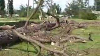 36quot DBH 95 Tree Removal [upl. by Lira]