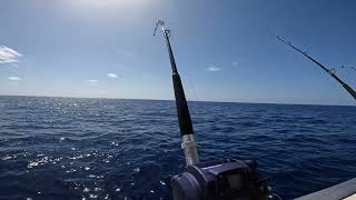 Double BlueLine TileFish Full Clip [upl. by Burch]