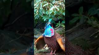 The moment the pheasant puffs up its throat pouch beautifulbirds birds wildlife [upl. by Daus]