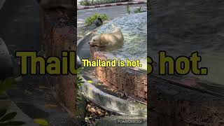 Thailand is hot thailand bangkok dog [upl. by Lynna499]