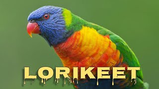 Rainbow lorikeet sounds [upl. by Sweet]