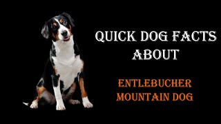 Quick Dog Facts About The Entlebucher Mountain Dog [upl. by Nork867]