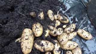 Allotment Diary July 21  Quick Charlotte New Potato harvest reveal 5lb 1 pot [upl. by Onyx]