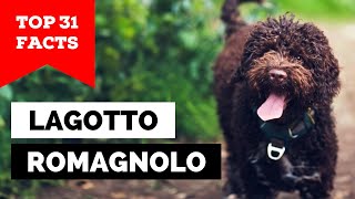 99 of Lagotto Romagnolo Owners Dont Know This [upl. by Nolla928]