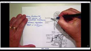 2024 Lecture 13 Oct 11 Kidney vasculature [upl. by Alrep]