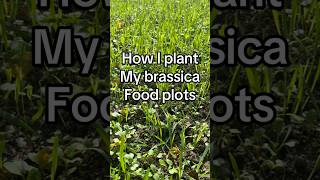 How to plant brassica food plots hunting outdoors whitetail foodplot brassica thehuntingjunkie [upl. by Meisel]