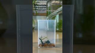 Tic Tac Box Aquarium with REAL Plants and Animals 🐟🐠 aquarium ecosystem fishtank aquascape [upl. by Sheela]