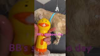 Duckie foam dispenser dandie grooming [upl. by Rory]