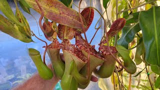 introduction to some great nepenthes for beginners [upl. by Assirok576]