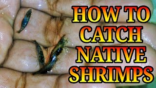 How to COLLECT native SHRIMPS  rainbow shrimp malaya shrimp  Aqua adventure [upl. by Ardnot945]