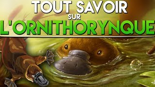 TOUT SAVOIR SUR LORNITHORYNQUE [upl. by Mellette136]