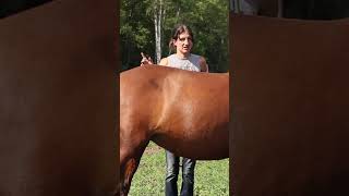 Building your horses topline [upl. by Eanom]