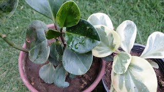 Peperomia Ornamental houseplantAir purifying plantCare with fertilizer amp Potting soil details [upl. by Nichol]