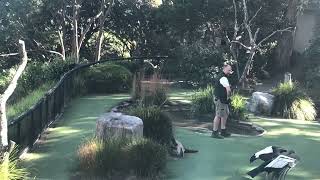 Bird Show at Taronga Zoo [upl. by Wassyngton]