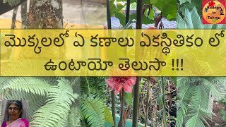 Life cycle of plants and chromosomal state in Telugu మొక్కల జీవిత చక్రంక్రోమోజోముల స్థితి [upl. by Lunseth]