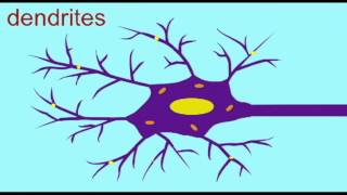 AP1 NEURON DENDRITES SOMA AXON [upl. by Eissim]