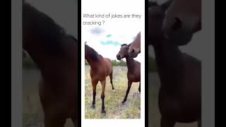 Horses Joking about their friend [upl. by Lear89]