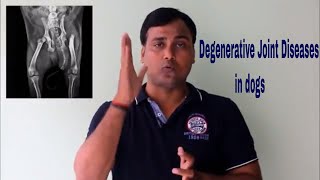 Degenerative Joint Diseases in Dogs  Learn with DrMishra [upl. by Nywg]