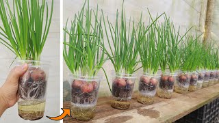 Growing green onions in plastic cups Unique onion growing tips [upl. by Arvid]