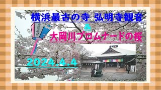 横浜最古の寺 弘明寺観音と大岡川プロムナードの桜🌸 [upl. by Bobbie]